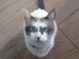 Orion
