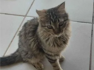 Gato raça SRD-ViraLata idade 2 a 6 meses nome Paçoca 