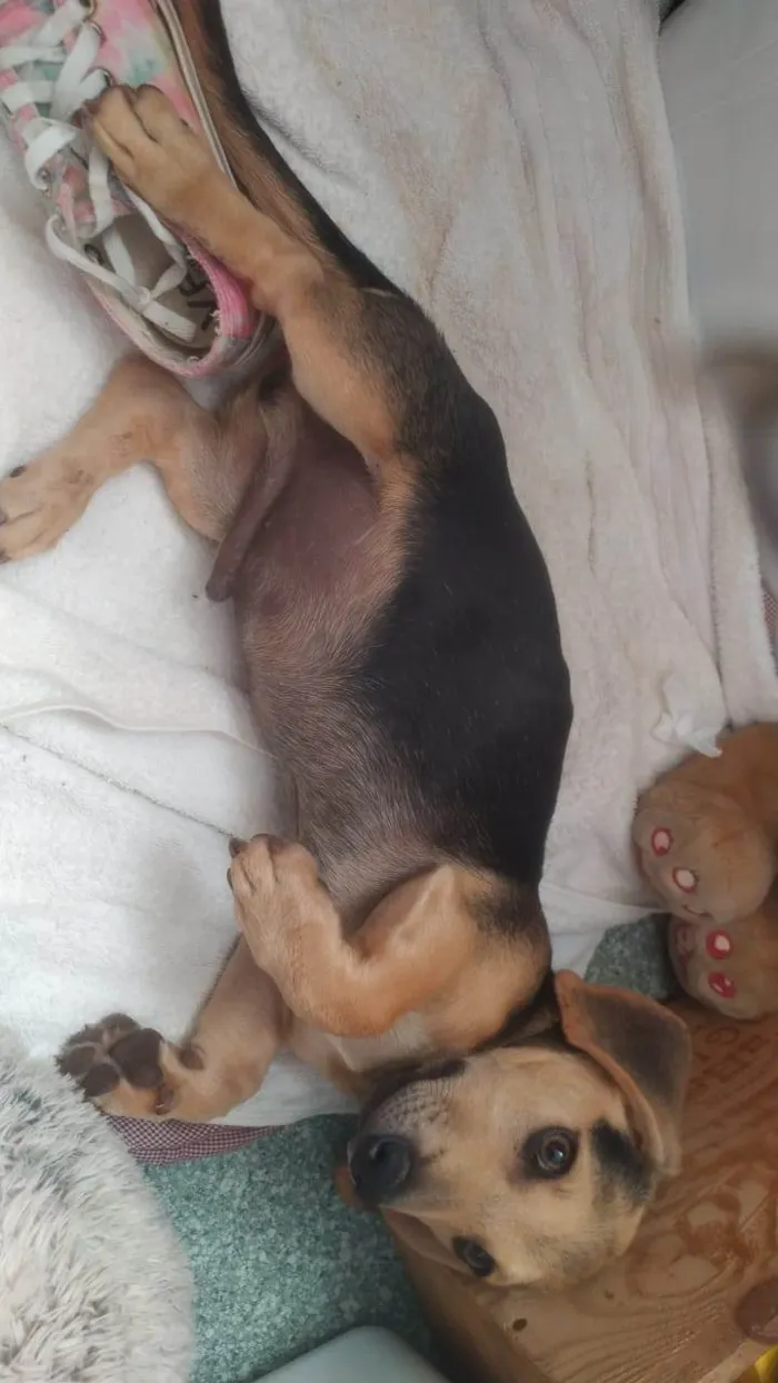 Cachorro ra a Basset-Cofap idade 2 a 6 meses nome Billy