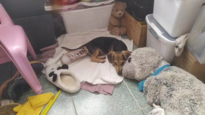 Cachorro ra a Basset-Cofap idade 2 a 6 meses nome Billy