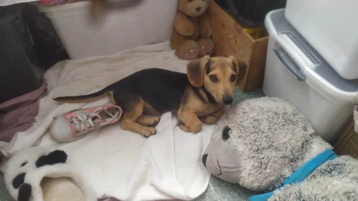 Cachorro ra a Basset-Cofap idade 2 a 6 meses nome Billy