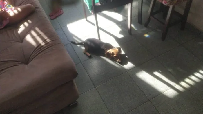 Cachorro ra a Basset-Cofap idade 2 a 6 meses nome Billy