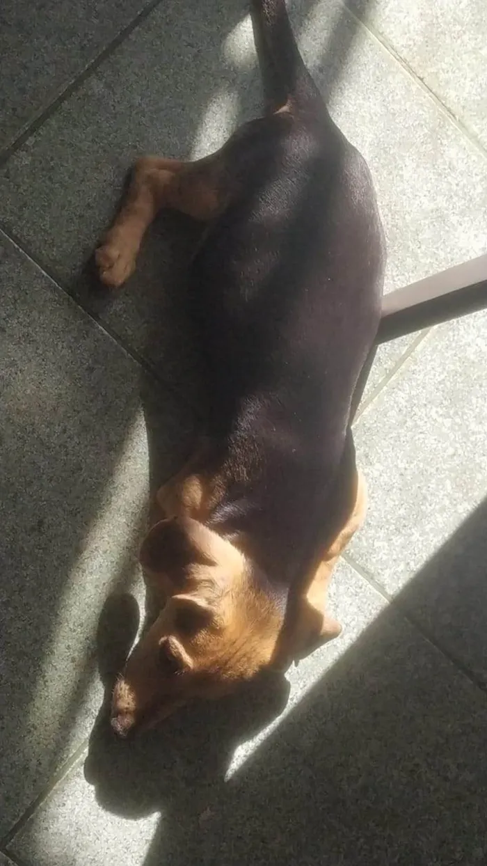 Cachorro ra a Basset-Cofap idade 2 a 6 meses nome Billy