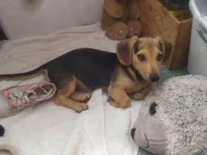 Cachorro raça Basset-Cofap idade 2 a 6 meses nome Billy