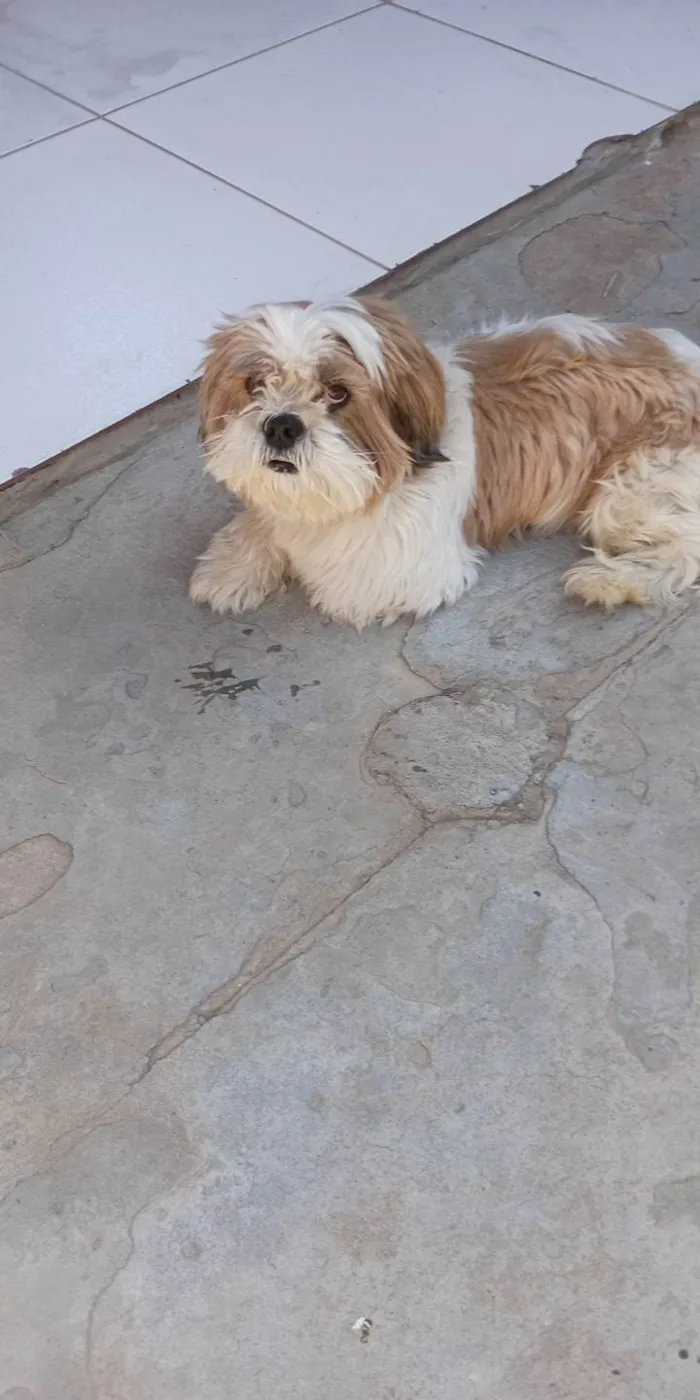 Cachorro ra a Shitzu idade 5 anos nome Lucky