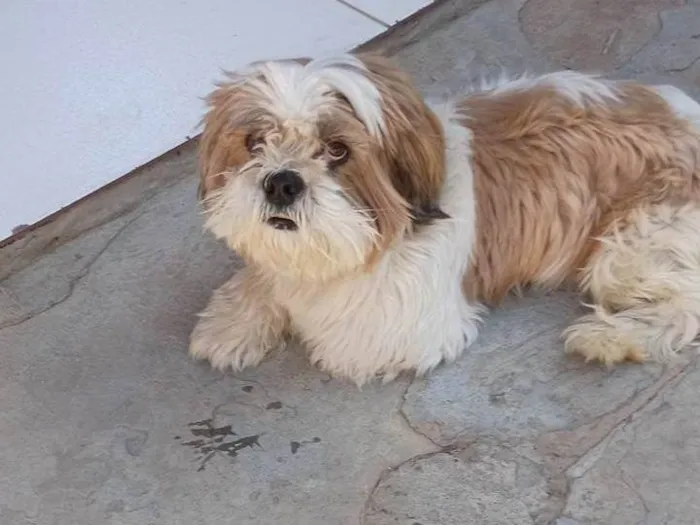 Cachorro ra a Shitzu idade 5 anos nome Lucky