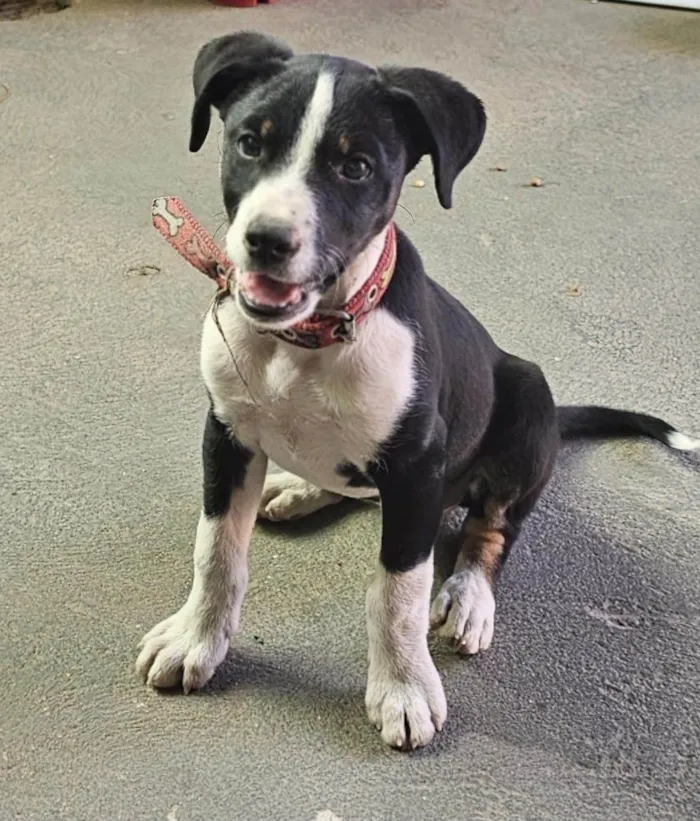 Cachorro ra a SRD-ViraLata idade 7 a 11 meses nome Lilica 