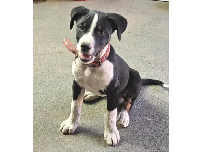 Cachorro ra a SRD-ViraLata idade 7 a 11 meses nome Lilica 