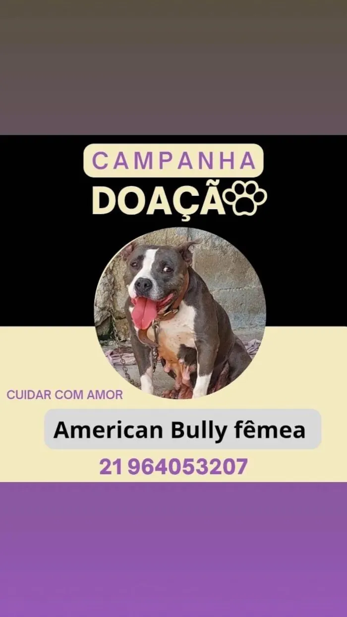 Cachorro ra a Pit-Bull idade 5 anos nome Kiara 
