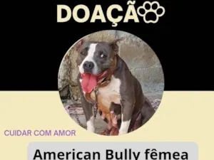 Cachorro raça Pit-Bull idade 5 anos nome Kiara 