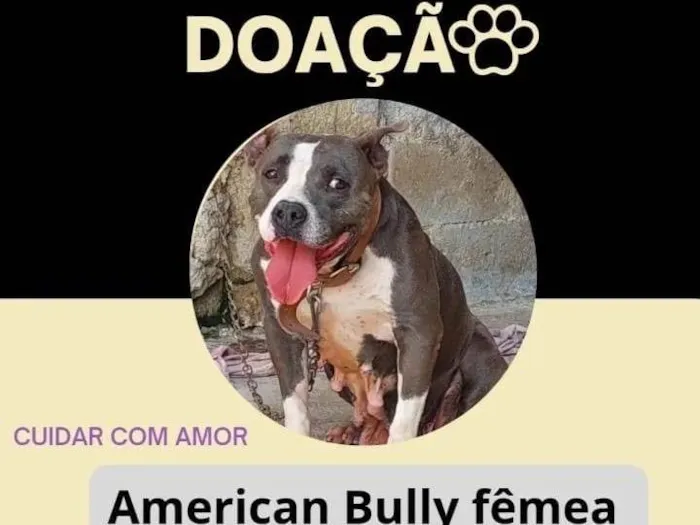 Cachorro ra a Pit-Bull idade 5 anos nome Kiara 
