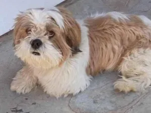 Cachorro raça Shitzu idade 5 anos nome Lucky