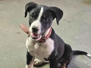 Cachorro raça SRD-ViraLata idade 7 a 11 meses nome Lilica 