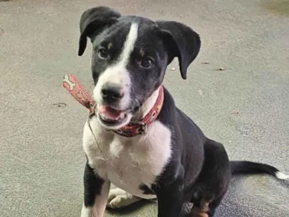 Cachorro raça SRD-ViraLata idade 7 a 11 meses nome Lilica 