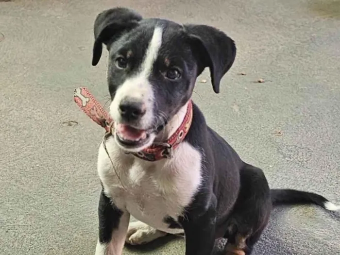 Cachorro ra a SRD-ViraLata idade 7 a 11 meses nome Lilica 