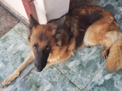 Cachorro raça Pastor Alemão idade 5 anos nome Akyra 
