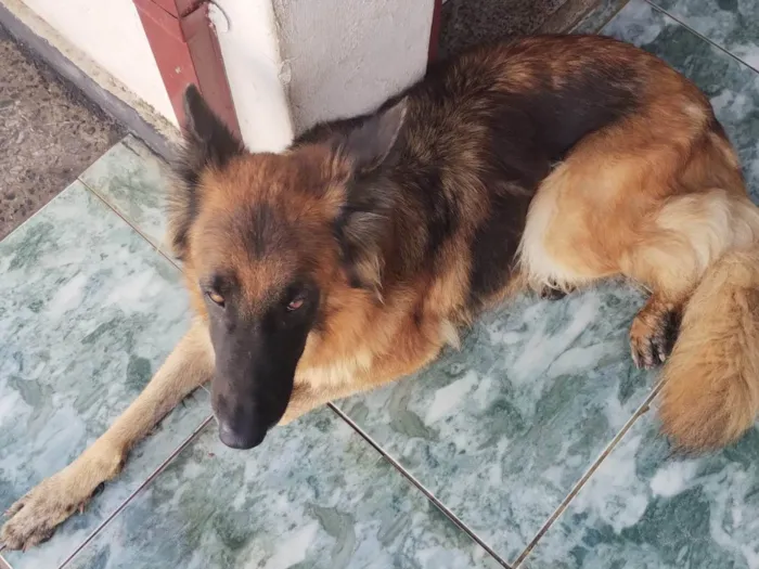 Cachorro ra a Pastor Alemão idade 5 anos nome Akyra 