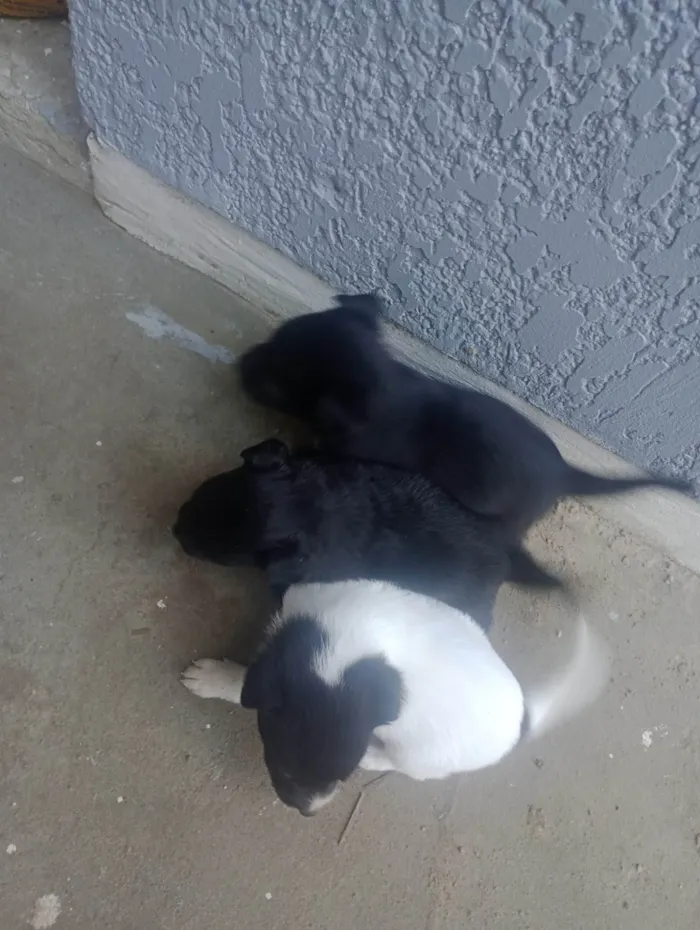 Cachorro ra a SRD-ViraLata idade Abaixo de 2 meses nome Eles não tem nome