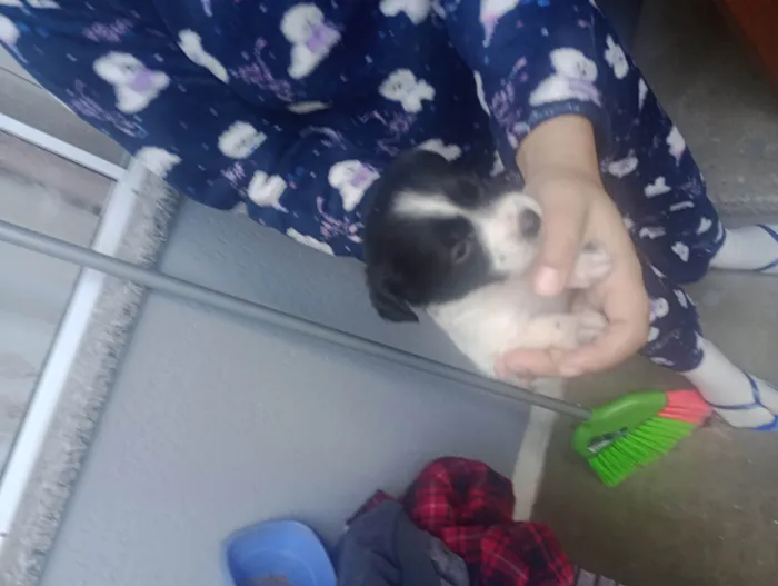 Cachorro ra a SRD-ViraLata idade Abaixo de 2 meses nome Eles não tem nome