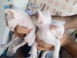 Gato raça SRD-ViraLata idade Abaixo de 2 meses nome Sem nome