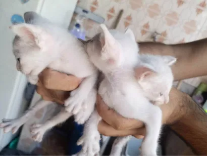 Gato raça SRD-ViraLata idade Abaixo de 2 meses nome Sem nome