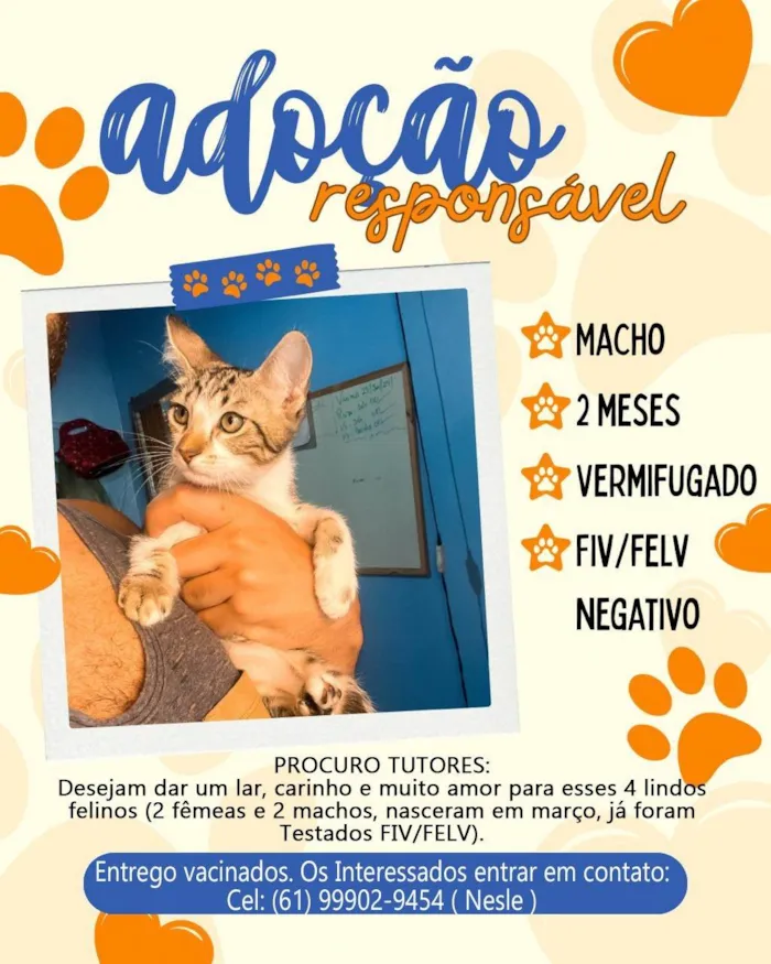 Gato ra a SRD-ViraLata idade 2 a 6 meses nome sem nome