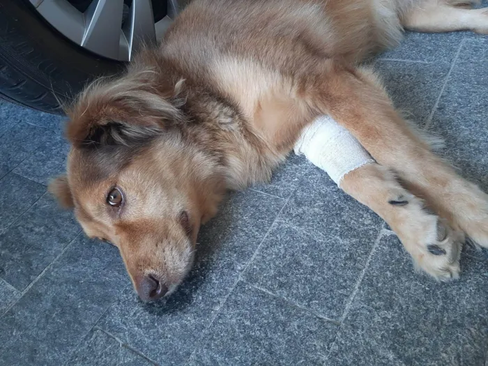 Cachorro ra a SRD-ViraLata idade 6 ou mais anos nome Nina