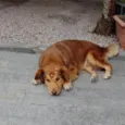 Nina