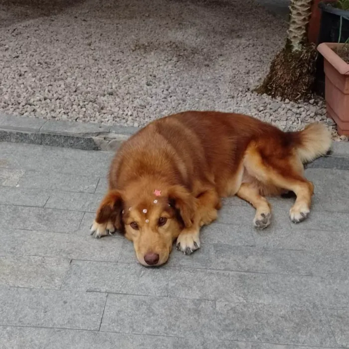 Cachorro ra a SRD-ViraLata idade 6 ou mais anos nome Nina