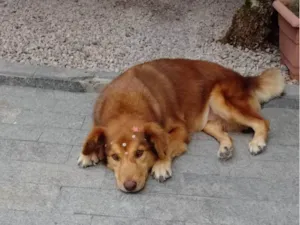 Cachorro raça SRD-ViraLata idade 6 ou mais anos nome Nina