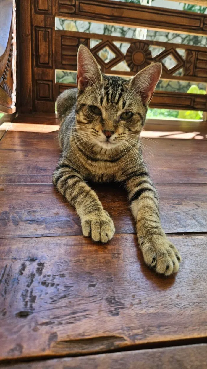 Gato ra a SRD-ViraLata idade 2 a 6 meses nome Frajola (Macho)