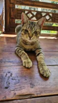 Frajola (Macho)