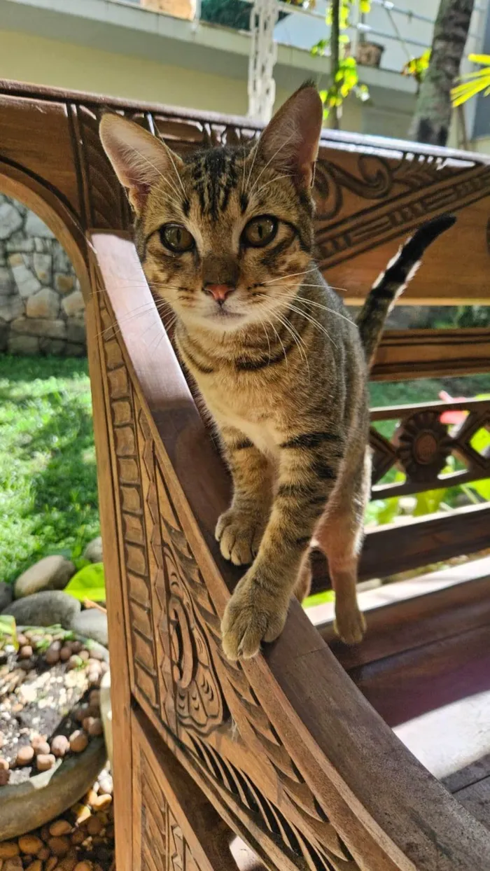 Gato ra a SRD-ViraLata idade 2 a 6 meses nome Tigrinho (Macho)