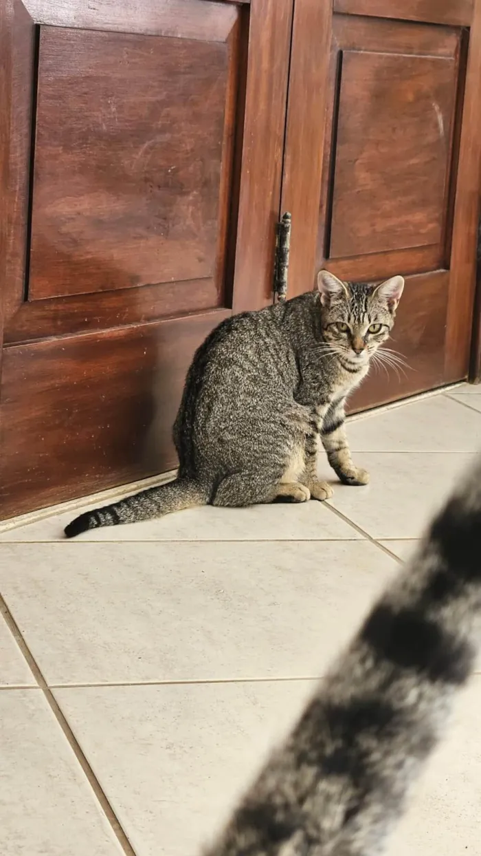 Gato ra a SRD-ViraLata idade 2 a 6 meses nome Estrela (Fêmea)