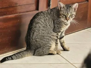 Gato raça SRD-ViraLata idade 2 a 6 meses nome Estrela (Fêmea)