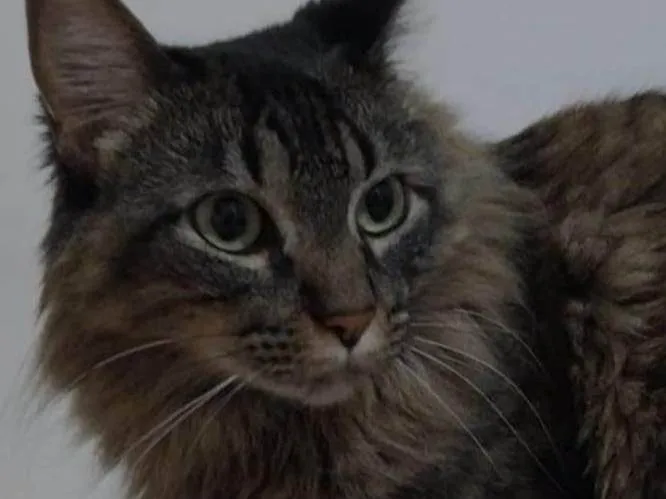 Gato ra a SRD-ViraLata idade 6 ou mais anos nome Mel