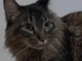 Mel