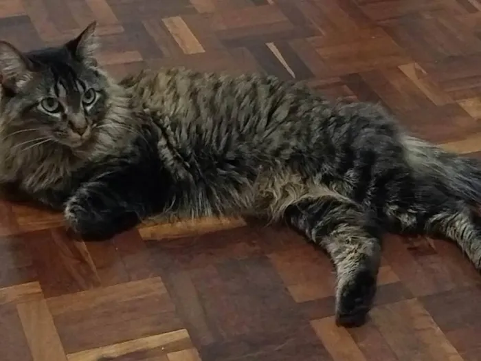 Gato ra a SRD-ViraLata idade 6 ou mais anos nome Mel