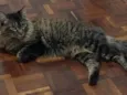 Mel