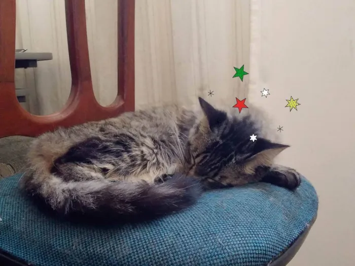 Gato ra a SRD-ViraLata idade 6 ou mais anos nome Mel
