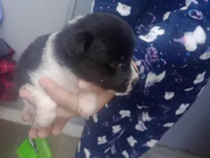 Cachorro raça SRD-ViraLata idade Abaixo de 2 meses nome Eles não tem nome