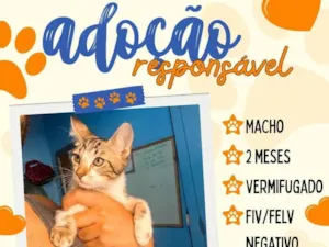 Gato raça SRD-ViraLata idade 2 a 6 meses nome sem nome