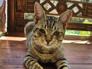 Gato raça SRD-ViraLata idade 2 a 6 meses nome Frajola (Macho)