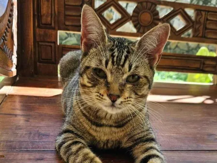 Gato ra a SRD-ViraLata idade 2 a 6 meses nome Frajola (Macho)