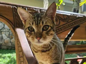 Gato raça SRD-ViraLata idade 2 a 6 meses nome Tigrinho (Macho)
