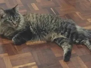 Gato raça SRD-ViraLata idade 6 ou mais anos nome Mel