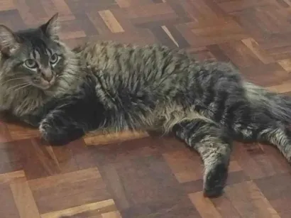 Gato raça SRD-ViraLata idade 6 ou mais anos nome Mel