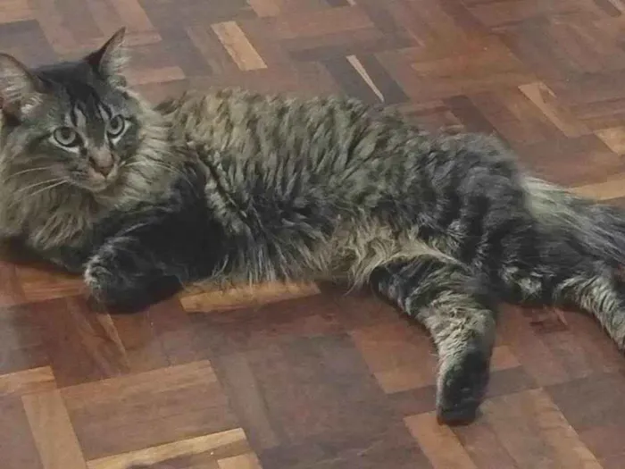 Gato ra a SRD-ViraLata idade 6 ou mais anos nome Mel