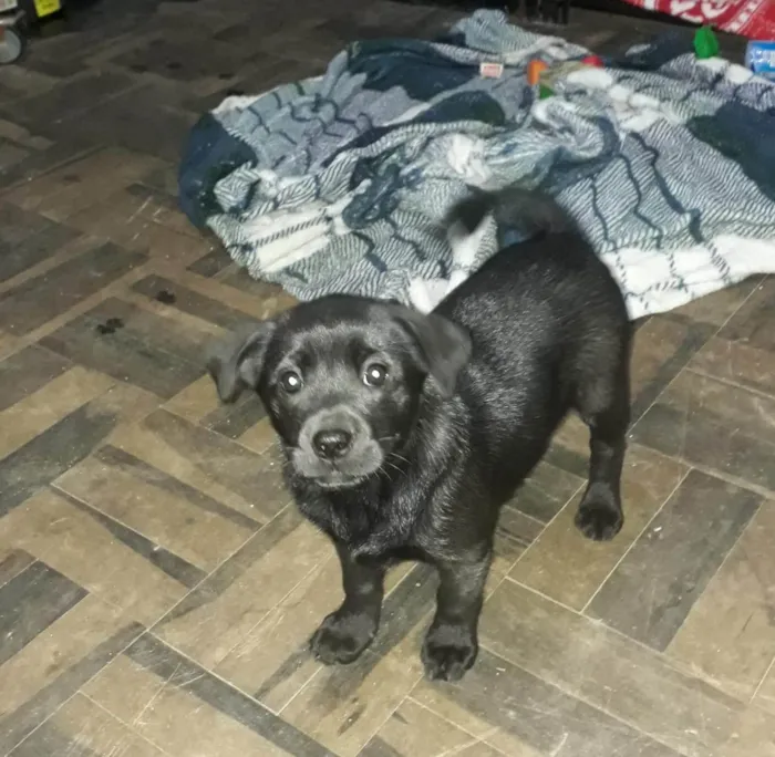 Cachorro ra a Chow Chow idade Abaixo de 2 meses nome Sem nome