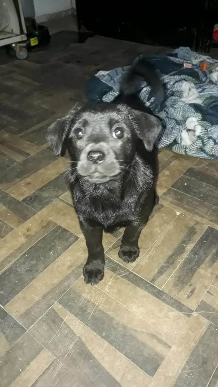 Cachorro ra a Chow Chow idade Abaixo de 2 meses nome Sem nome